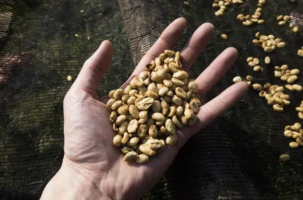Le type et la qualité du café compte au moment de choisir la machine à café professionnelle à acheter.