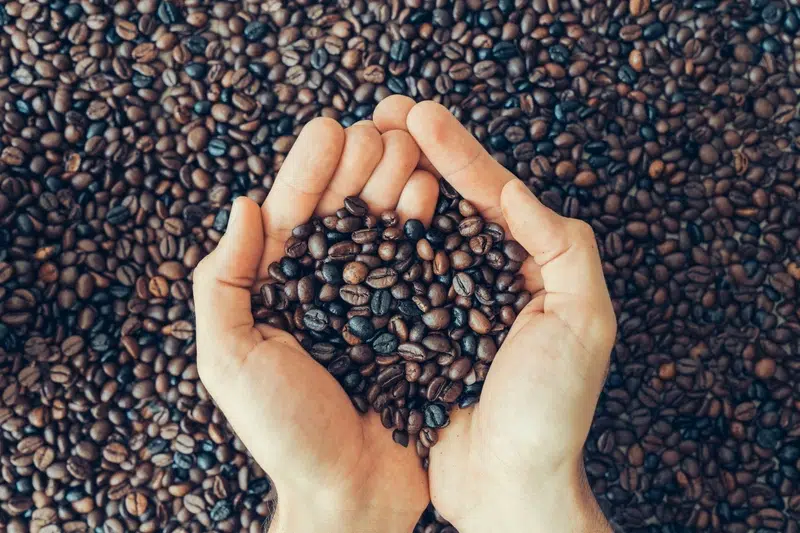 Un producteur prend une poignée du meilleur café en grain pour le bureau.