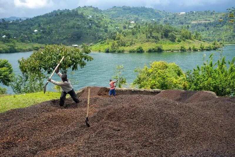 pays producteurs de café vert en grain