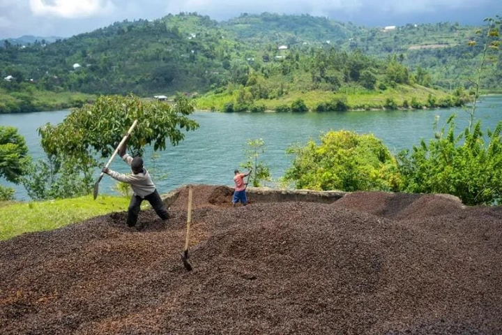 culture de café en grain séchant au soleil dans les pays producteurs de café vert