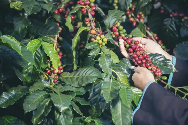 agriculteur qui cultive les cerises de café à la main