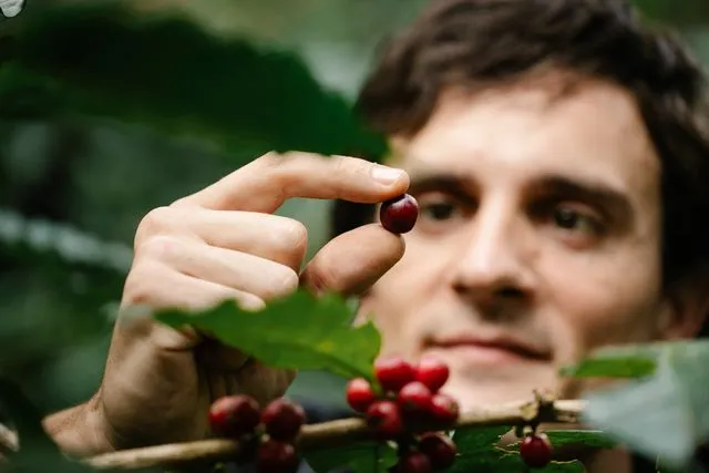 personne tennant dans sa main une cerise de café en s'interrogeant sur son origine