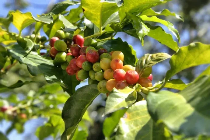 cerise de café